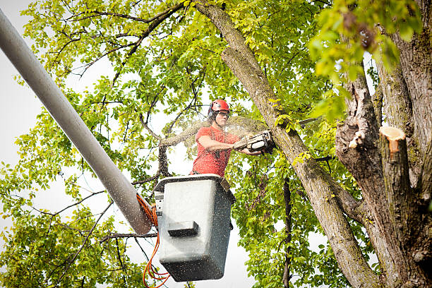 Best Tree Trimming and Pruning  in Lake Park, NC