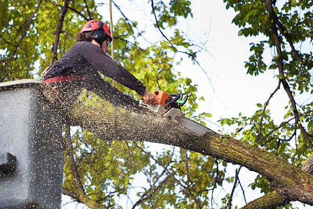 Best Seasonal Cleanup (Spring/Fall)  in Lake Park, NC